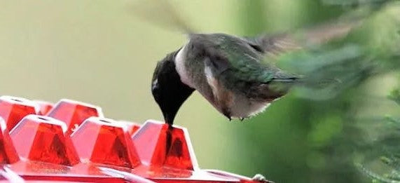 Ultimate Ant-Resistant Hummingbird Feeder with Perch