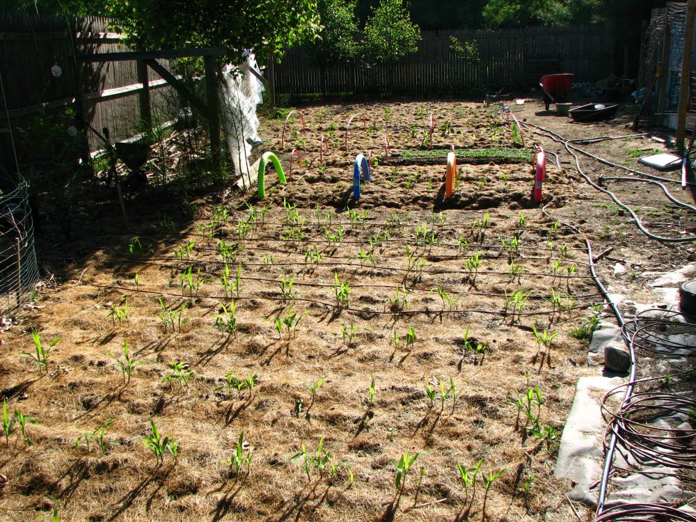 AquaCool Irrigation System for Refreshing Garden Care