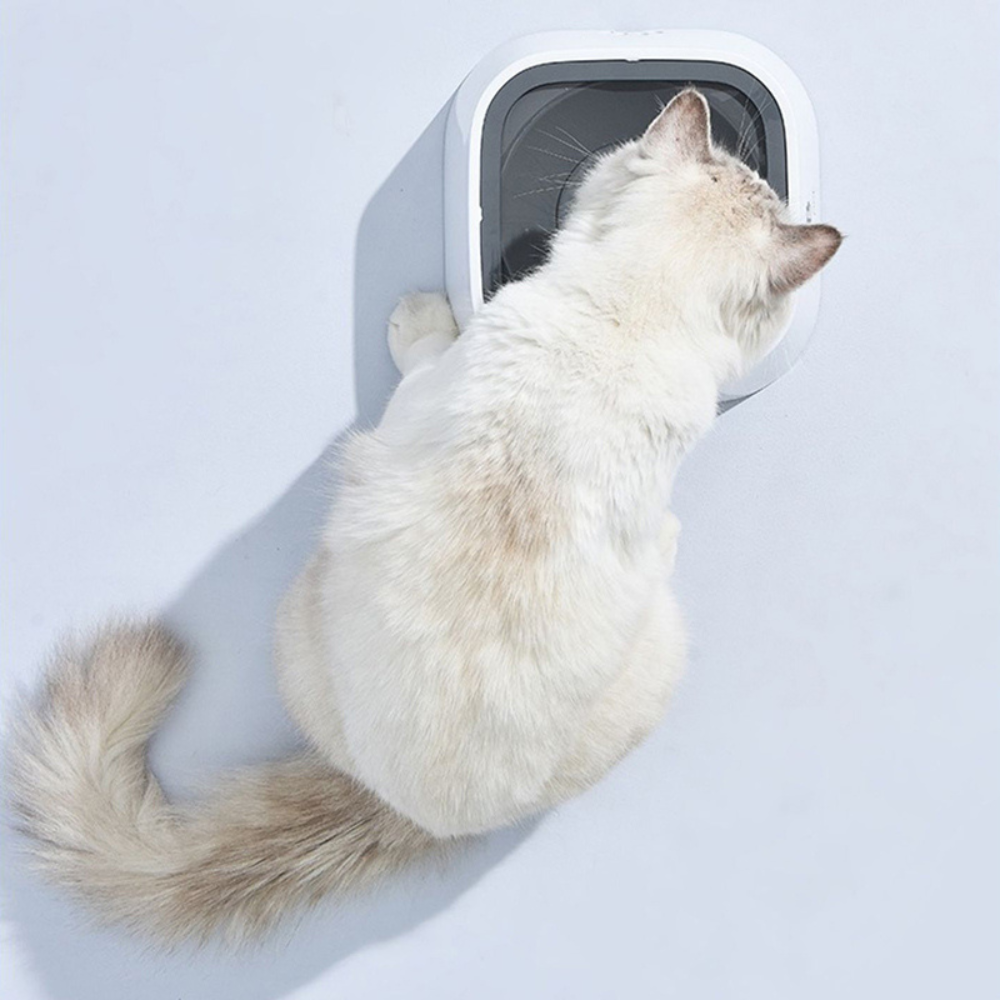 Spill-Free Large Dog Water Dispenser