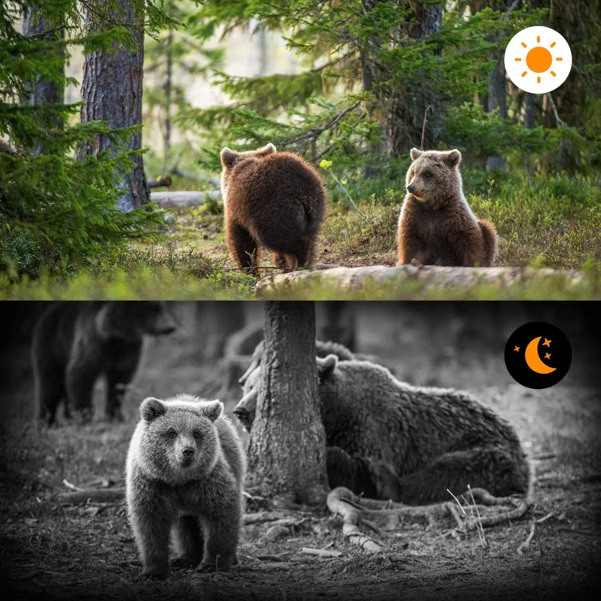 Wildlife Explorer HD Trail Camera