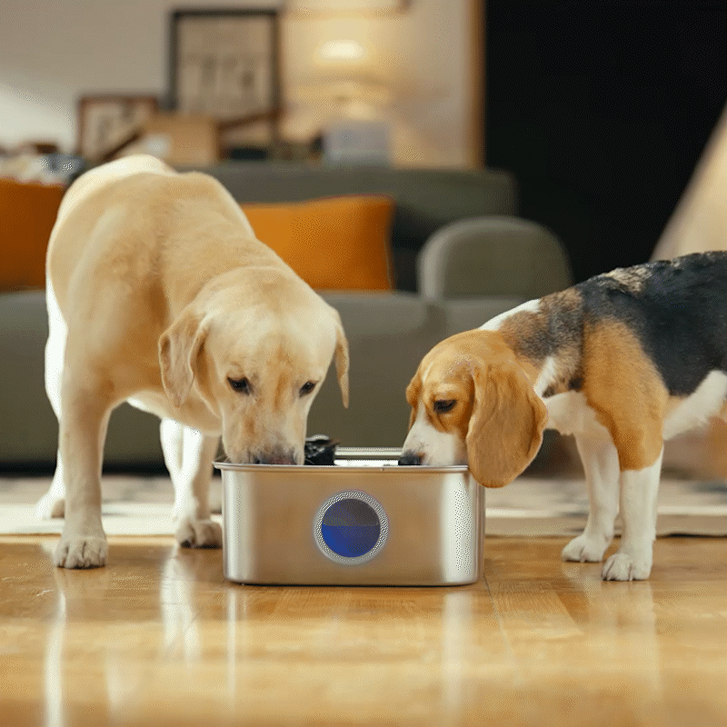 HydroPaw 10L Pet Water Dispenser – 2.6 Gallon Stainless Steel Fountain
