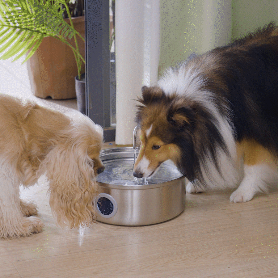 AquaFlow 7L Automatic Pet Water Dispenser – Stainless Steel Hydration Solution for Cats & Dogs