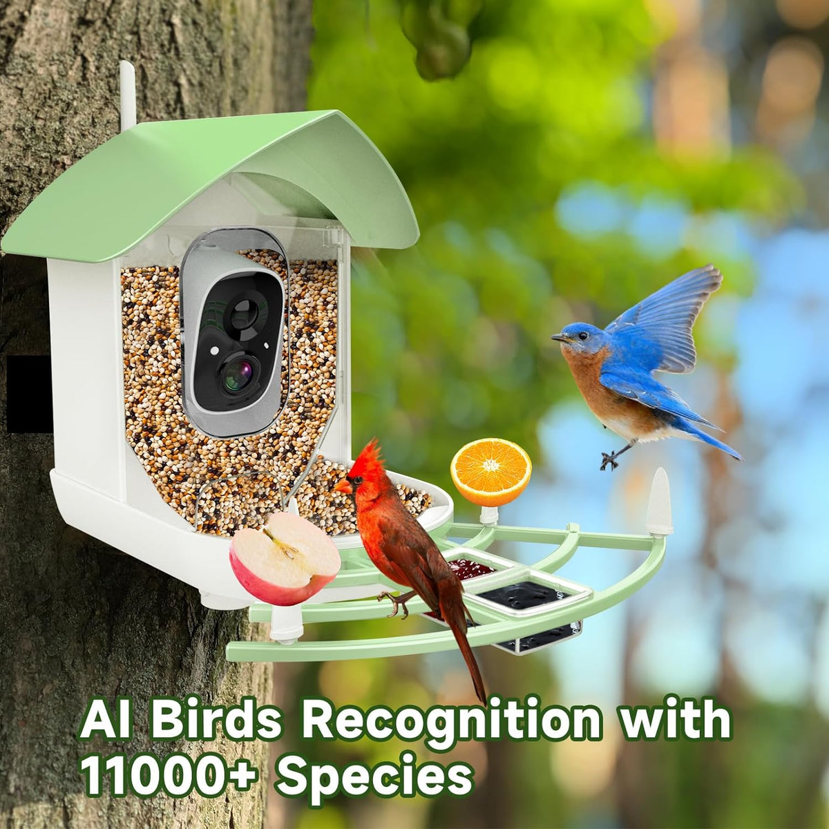 Smart Avian Capture Feeder with HD Camera