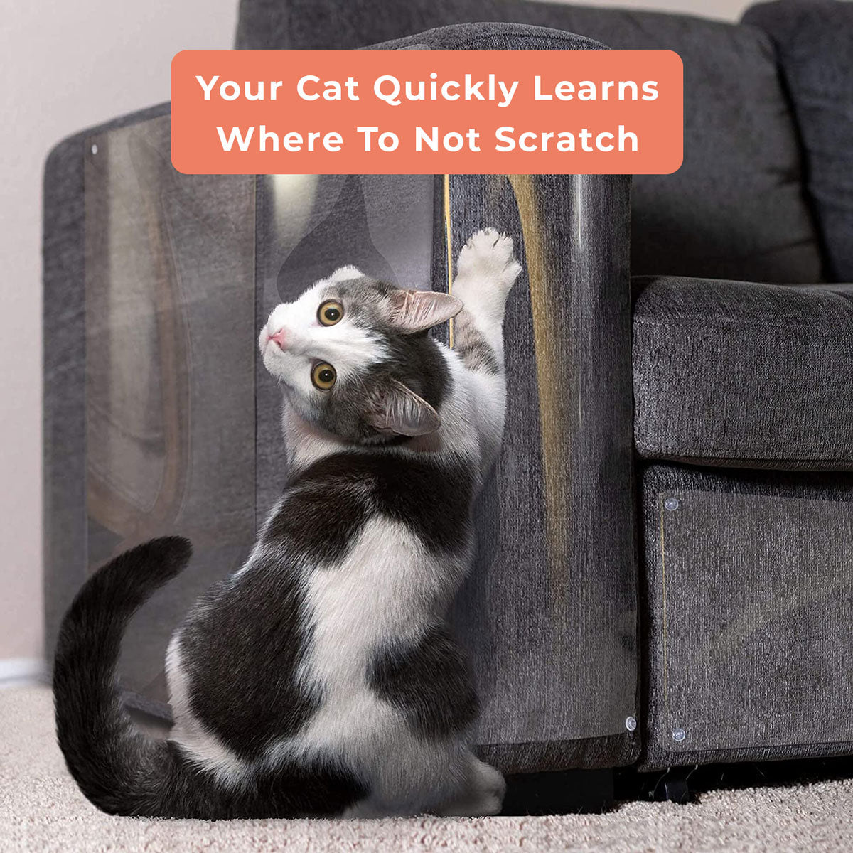 Cat Scratching Defense Shield