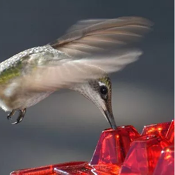 GardenJoy – 30-Port Ant-Proof Hummingbird Feeder