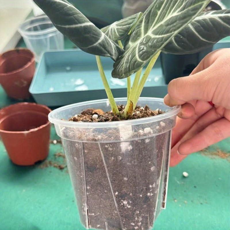 Translucent Planters for Optimal Root Health & Growth Monitoring