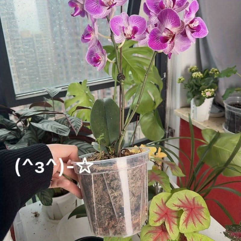 Translucent Planters for Optimal Root Health & Growth Monitoring