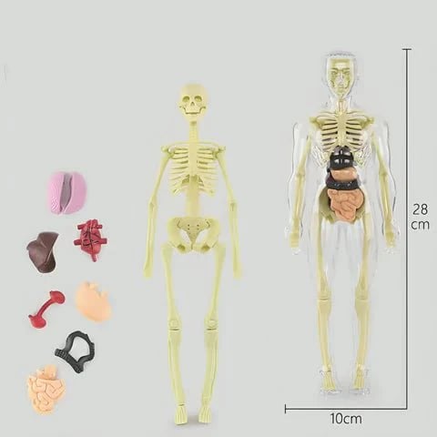 3D Anatomy Model Transparent Removable Organs