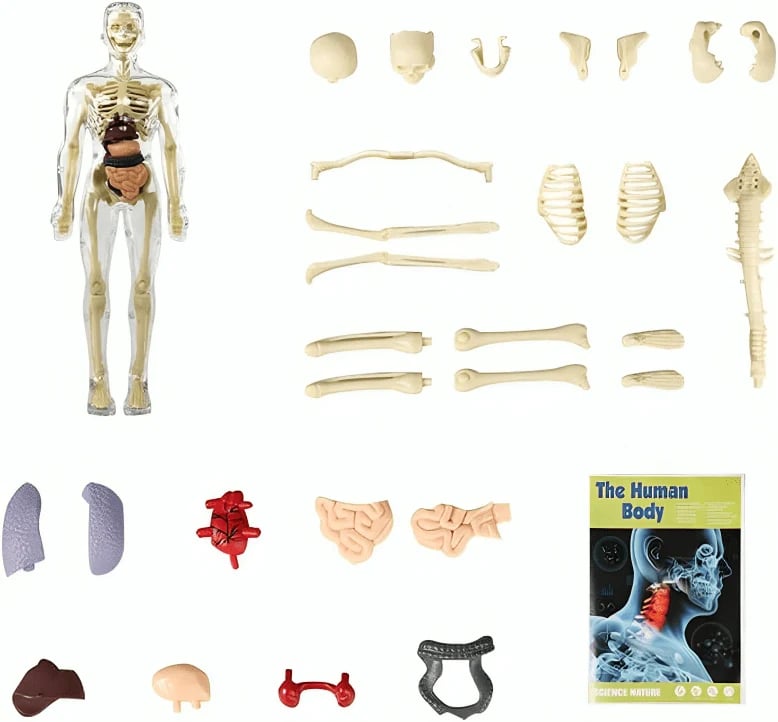 3D Anatomy Model Transparent Removable Organs