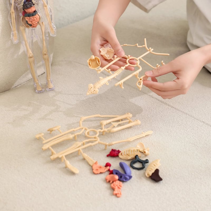 3D Anatomy Model Transparent Removable Organs