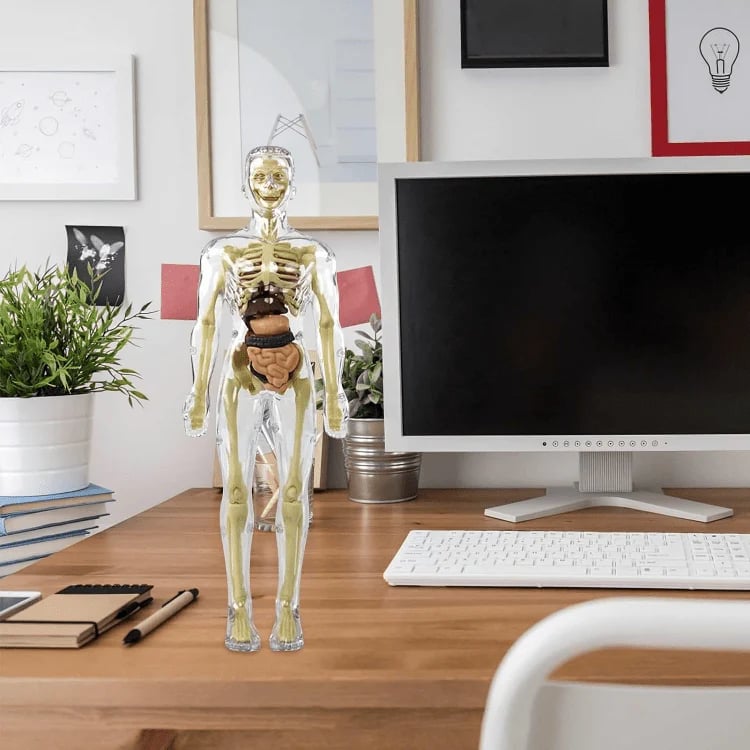 3D Anatomy Model Transparent Removable Organs