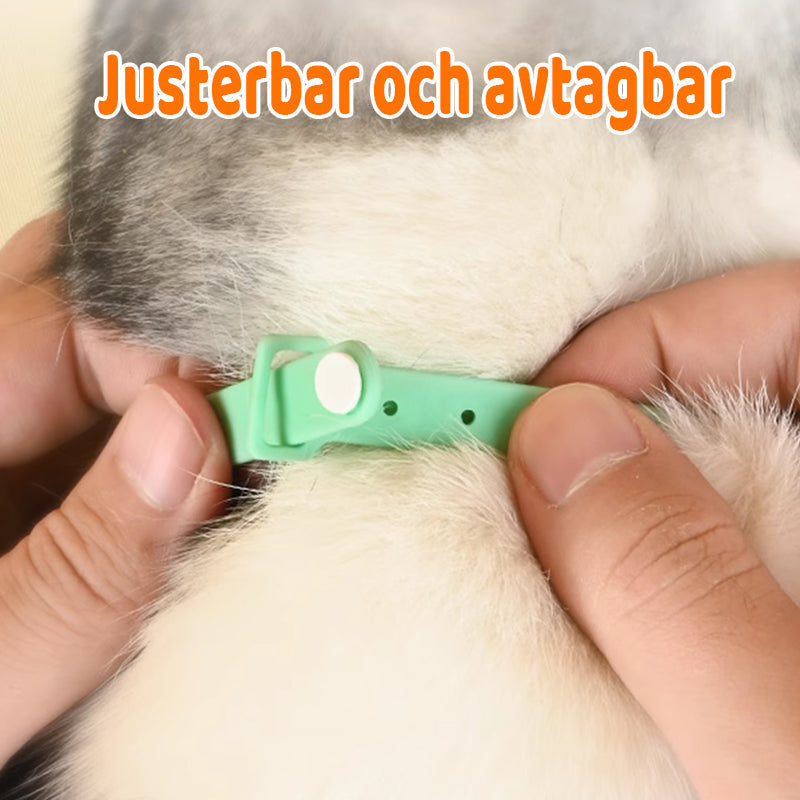 Cat Collar Motion-Activated Laser USB Rechargeable & Hypoallergenic