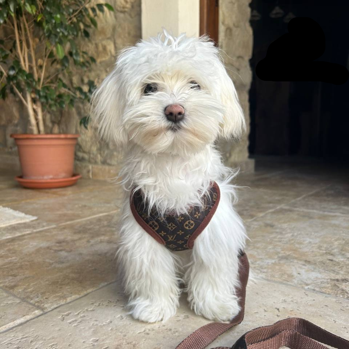 Dog Harness Set No-Pull Chest Ring With Matching Leash