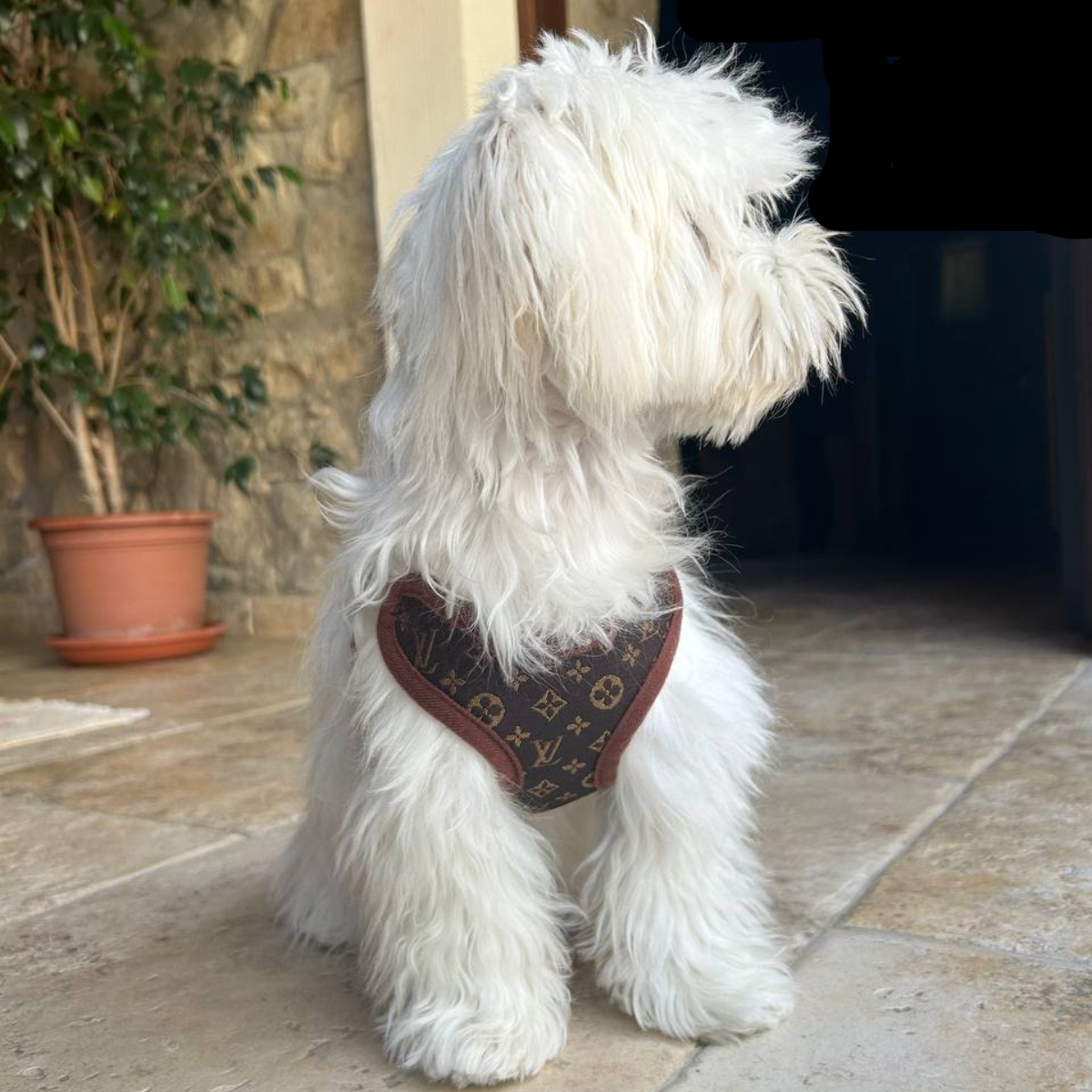 Dog Harness Set No-Pull Chest Ring With Matching Leash