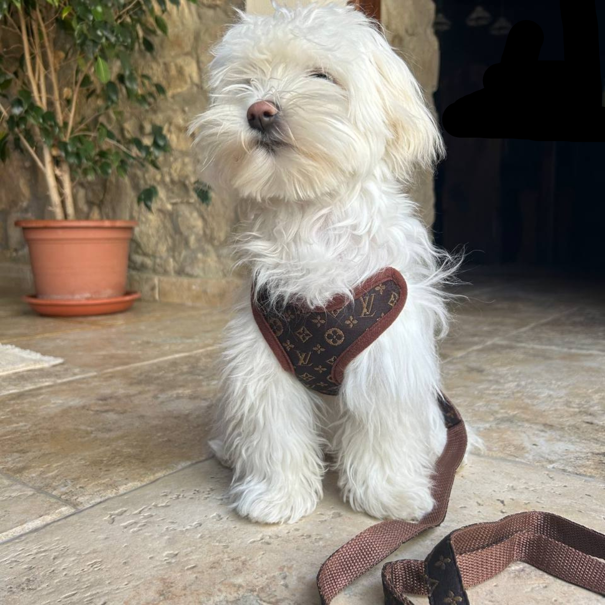 Dog Harness Set No-Pull Chest Ring With Matching Leash