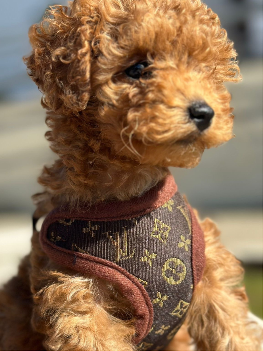 Dog Harness Set No-Pull Chest Ring With Matching Leash