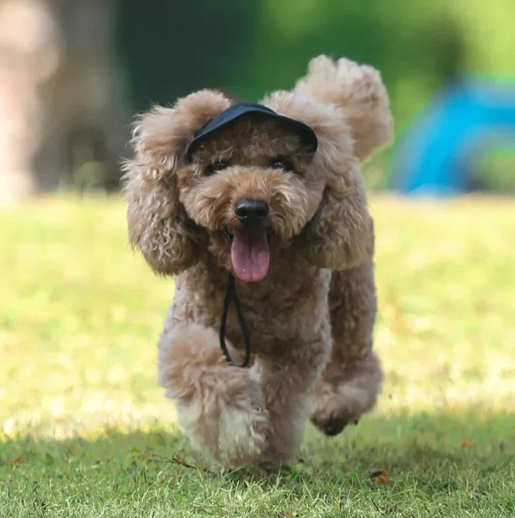 Dog Sun Cap UV Protective & Water-Resistant Adjustable Strap