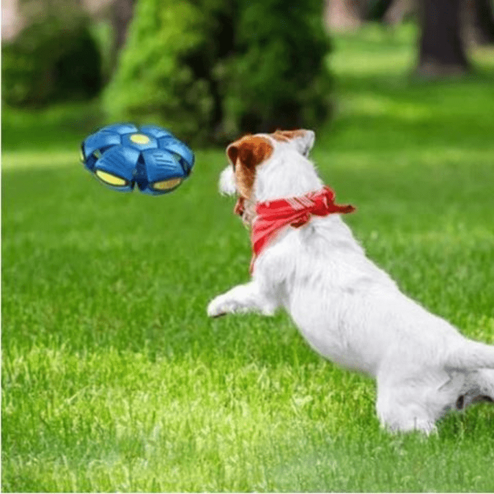 Dog Toy Convertible Flying Disc & Ball Durable Waterproof