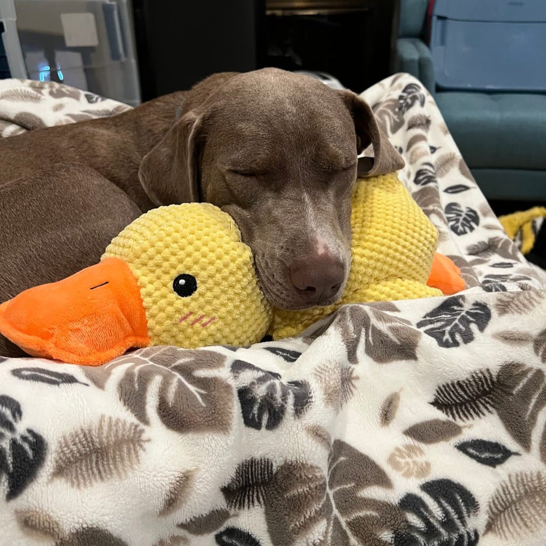 Dog Toy Plush Realistic Quacking Sound No Batteries