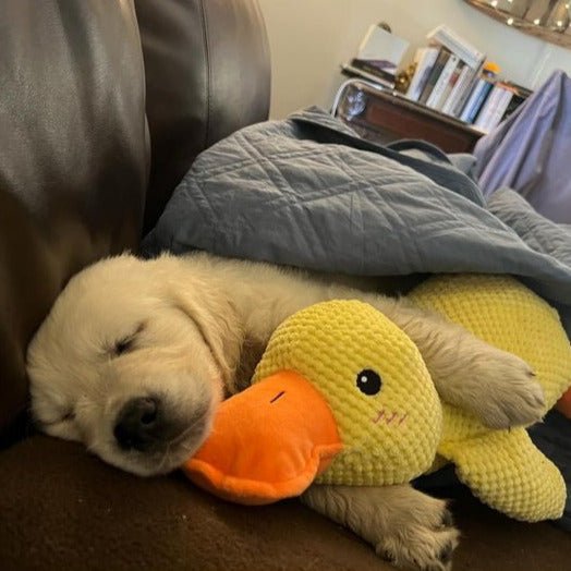 Dog Toy Plush Realistic Quacking Sound No Batteries