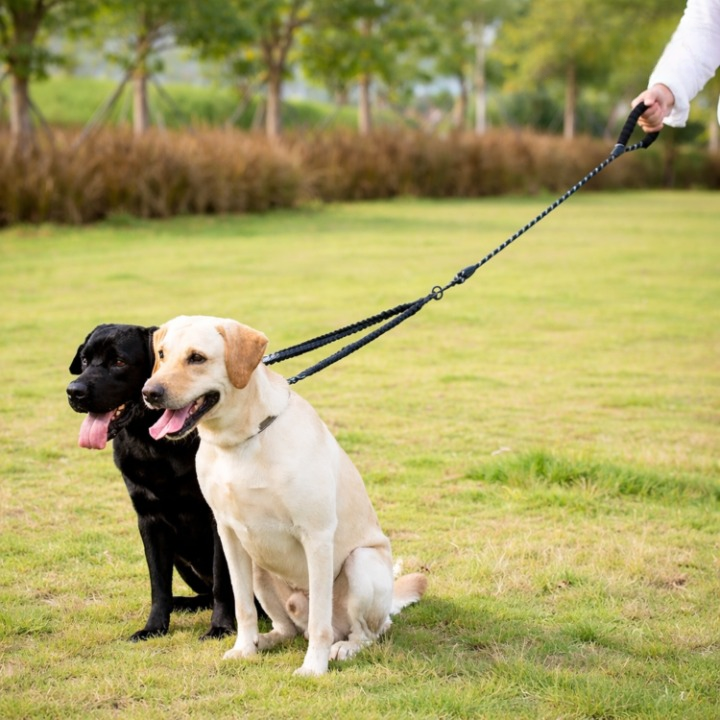 Double Dog Leash 360 Degree Swivel Shock-Absorbing Bungee