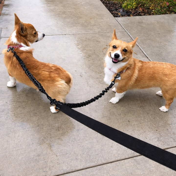 Double Dog Leash 360 Degree Swivel Shock-Absorbing Bungee