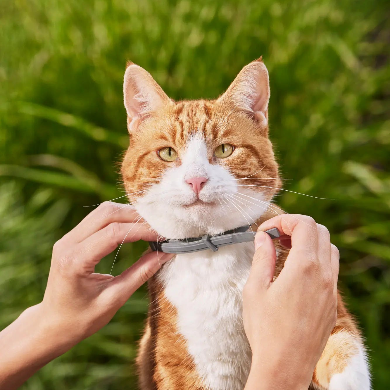 Flea & Tick Collar 8 Month Plant Oils Waterproof