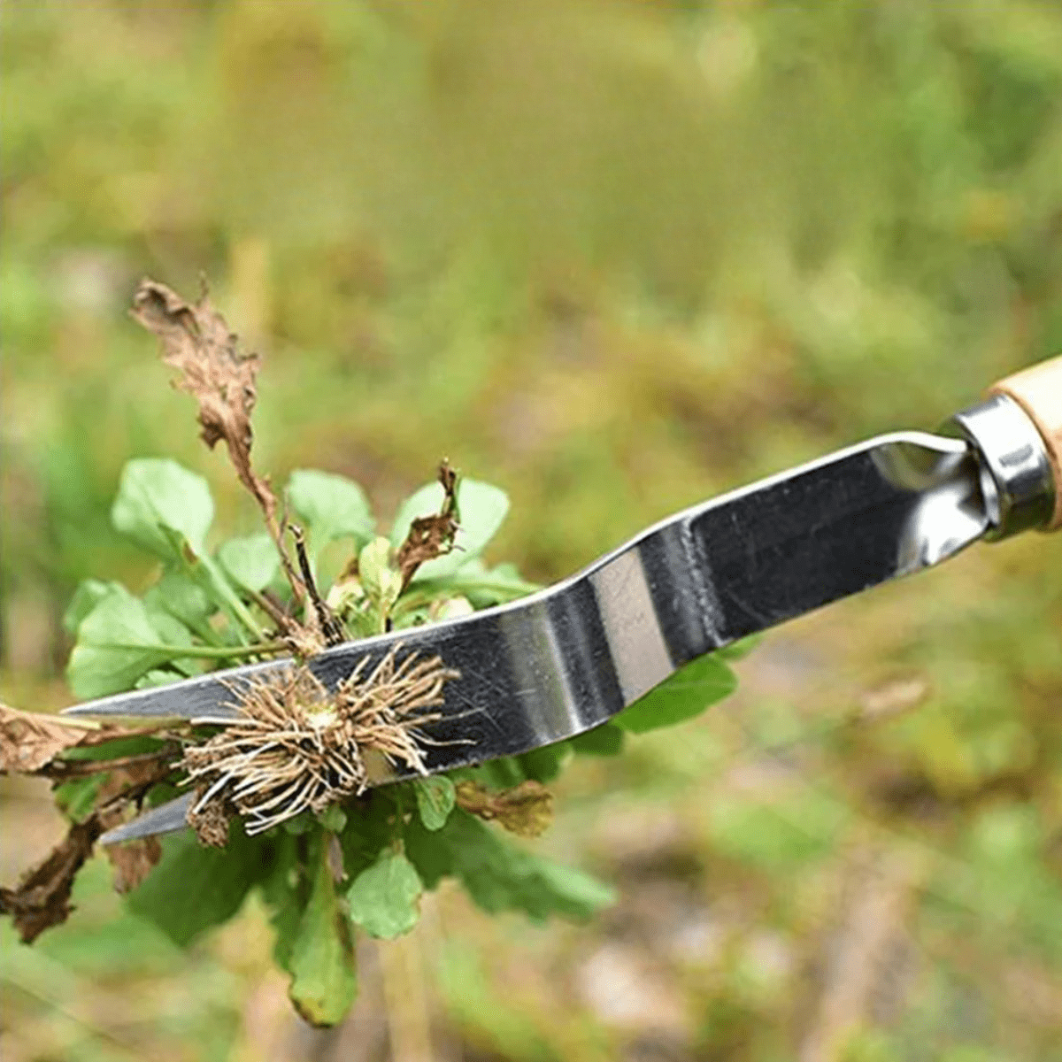 Hand Weeder Stainless Steel Head Ergonomic Wooden Handle
