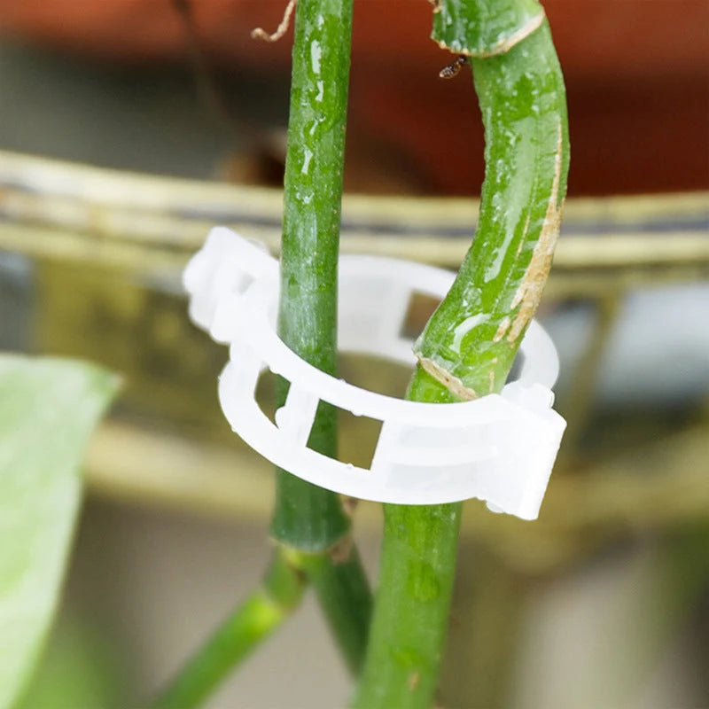 Plant Support Clips Quick-Release Transparent Pack of 100