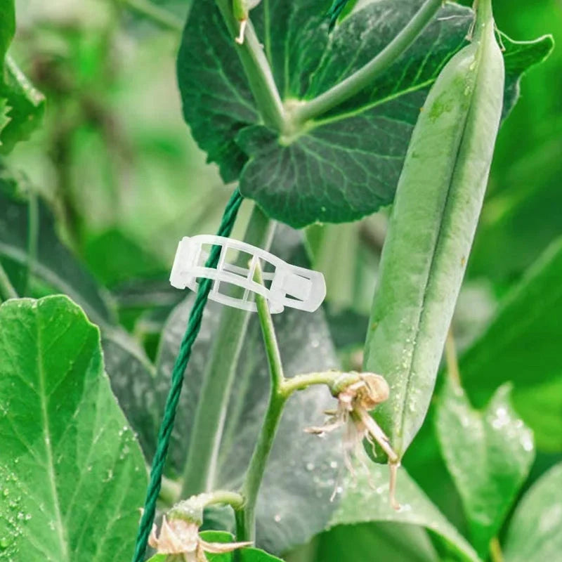 Plant Support Clips Quick-Release Transparent Pack of 100
