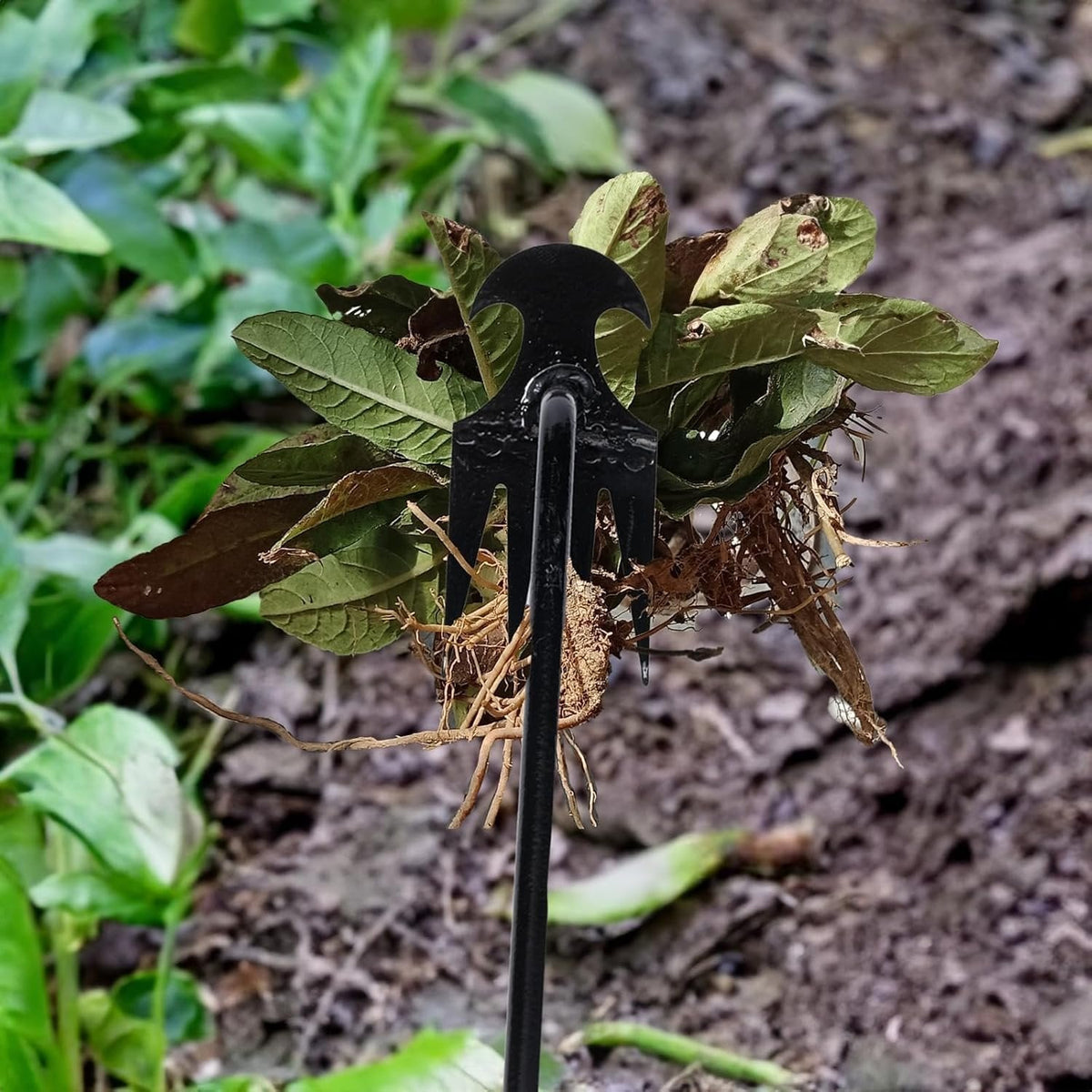 Weed Puller Back-Friendly 4-Tine Manganese Steel