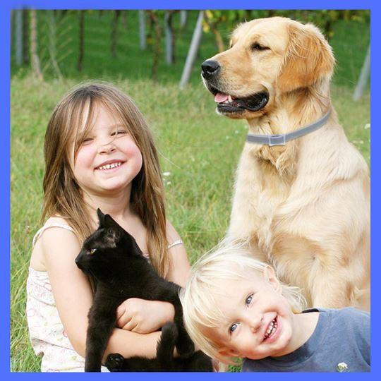 Flea & Tick Defense Collar for Dogs