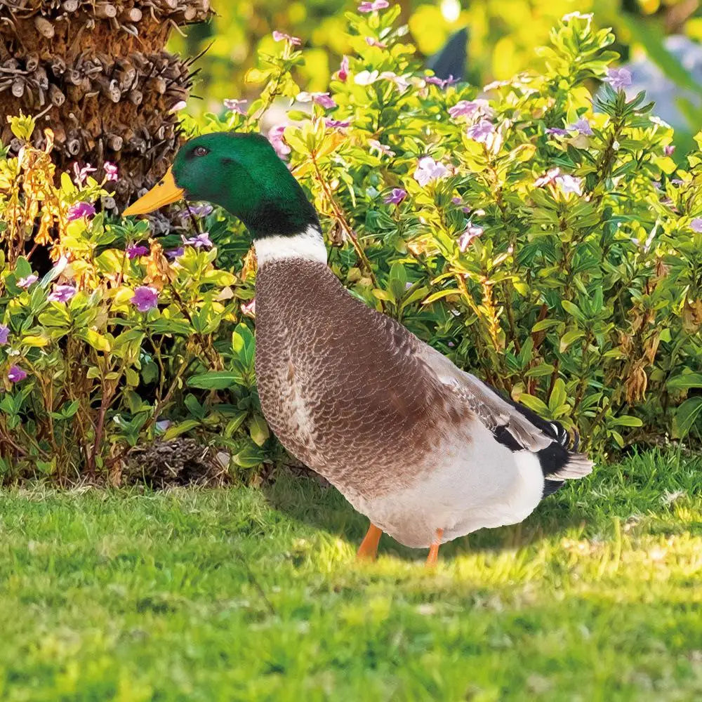 Charming Duck Garden Ornament for Outdoor Spaces