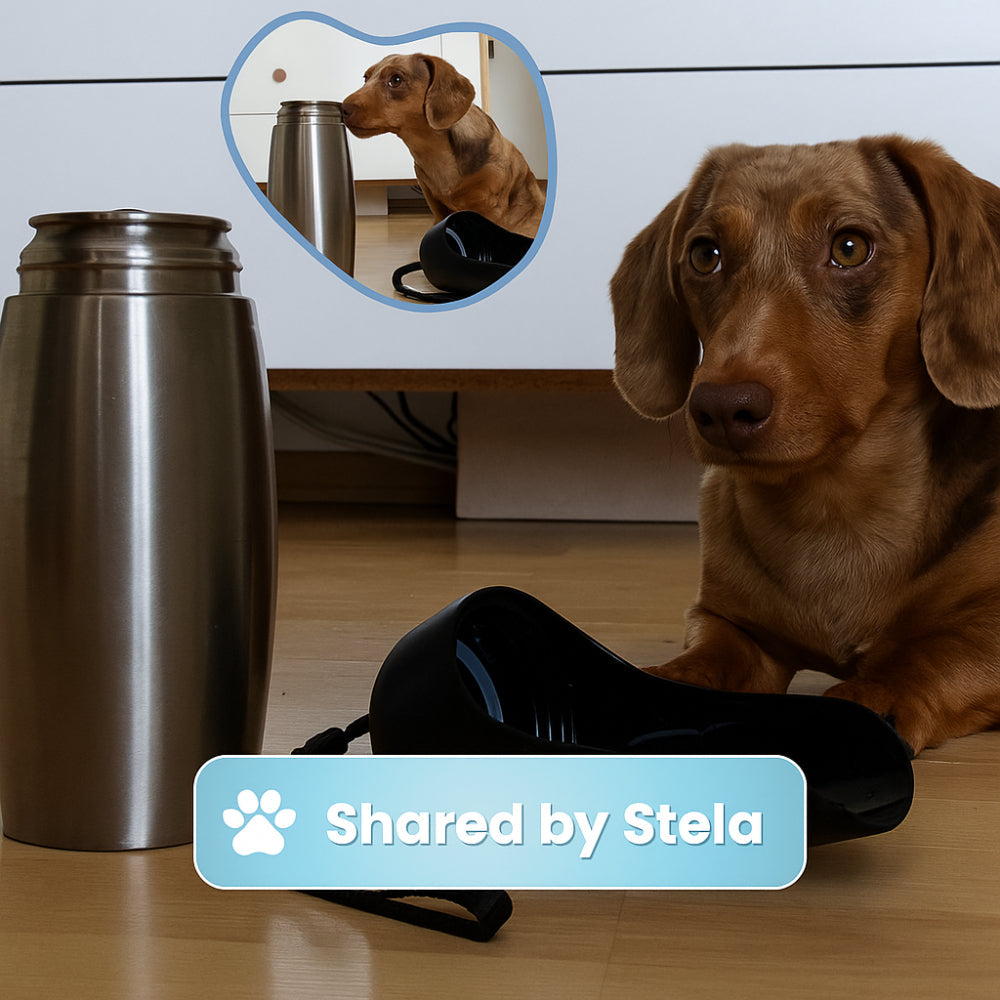PawHydrate | Stainless Steel Travel Water Bottle for Dogs