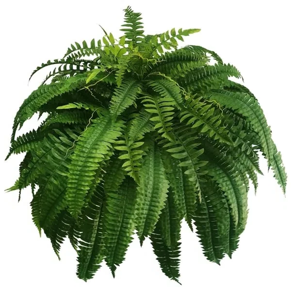 EverGreen Panels – Durable UV-Resistant Outdoor Decor