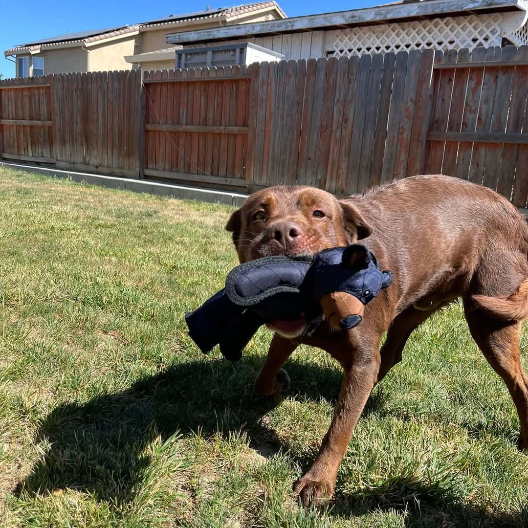 ToughChew – Durable Rubber Dog Toy with Squeaker Functionality