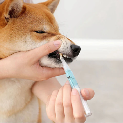 Natural Pet Oral Care | Effective Stain Remover for Healthy Teeth