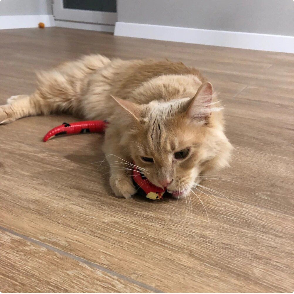 Interactive Motion Cat Toy with Smart Sensors