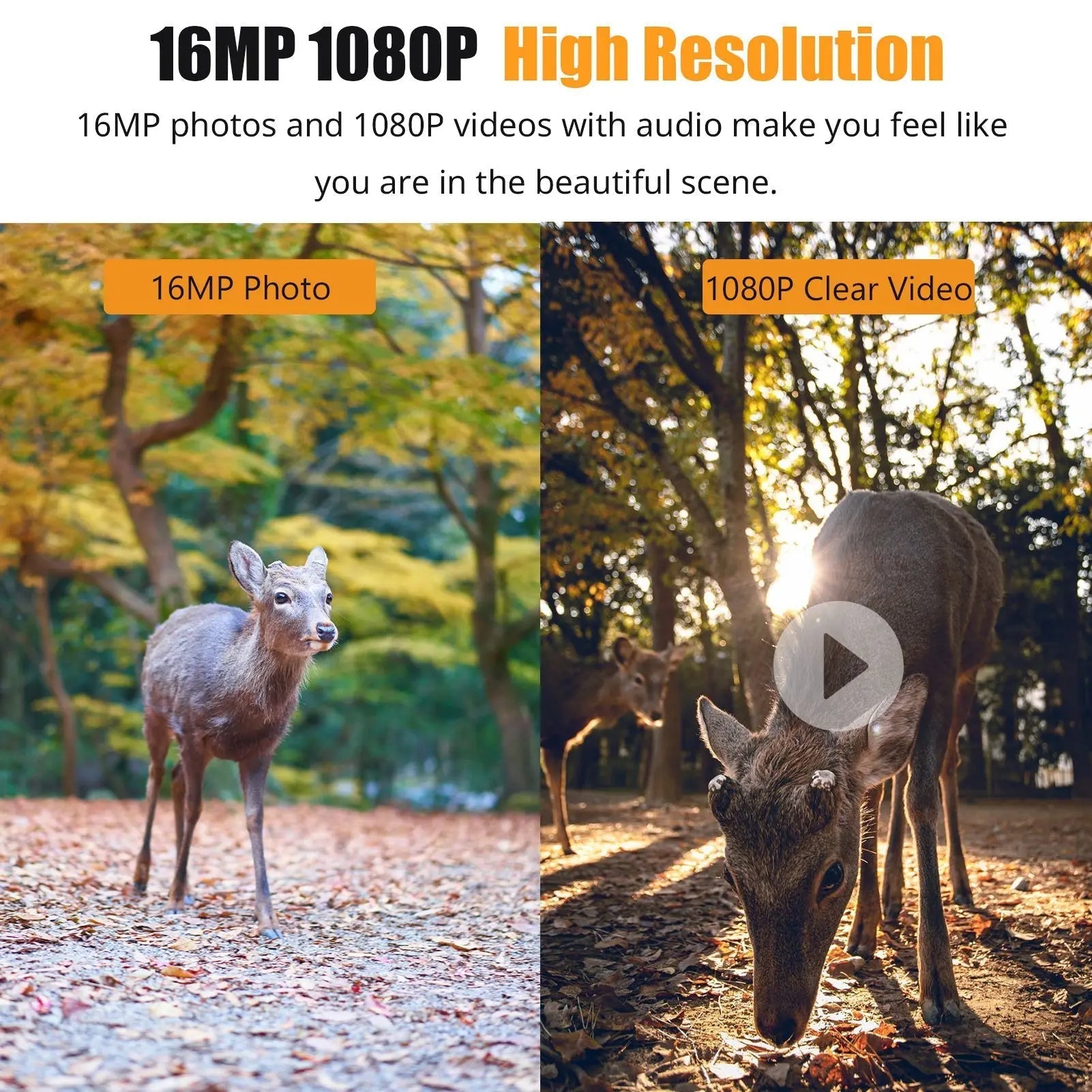 NatureWatch Pro | HD Night Vision Wildlife Monitoring Camera