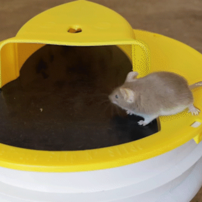 Smart Capture Mouse and Rat Prevention Lid