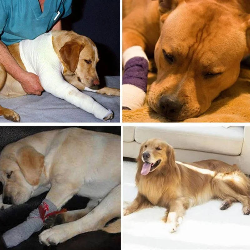 Canine Comfort Brace for Joint Support
