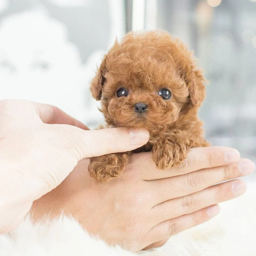 PawPal Interactive Robotic Dog – Responsive and Lifelike Companion