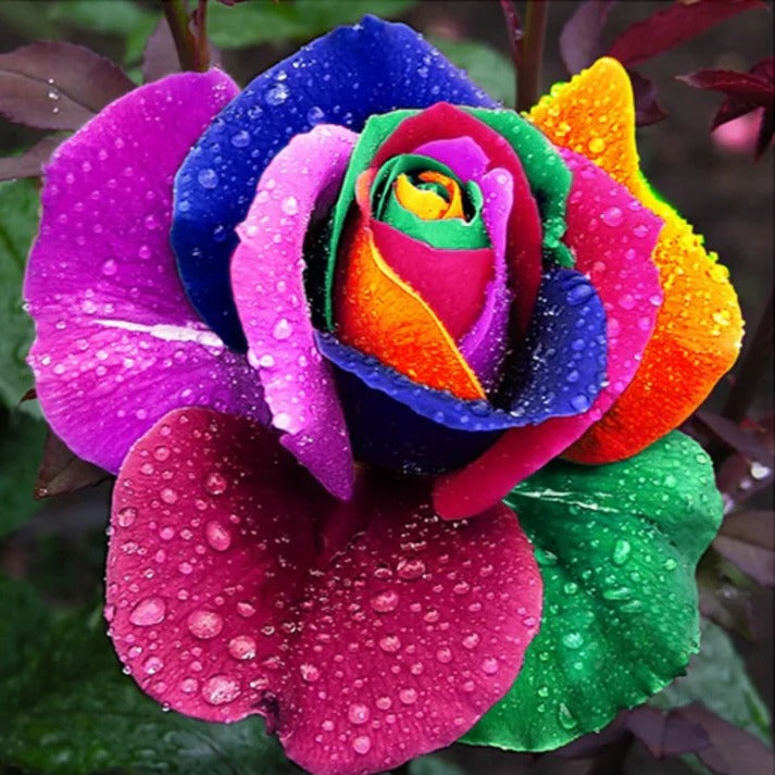 Vibrant Garden Rose Seeds - 25 Count