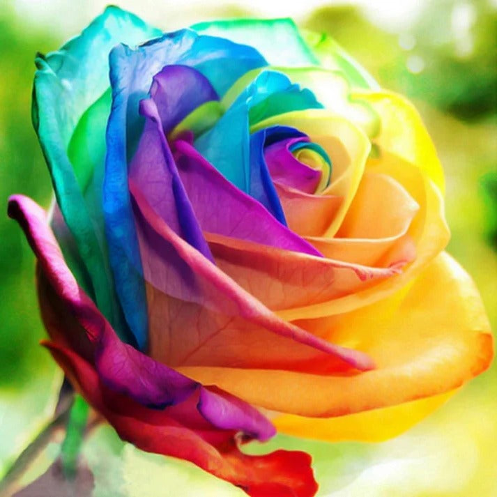 Vibrant Garden Rose Seeds - 25 Count