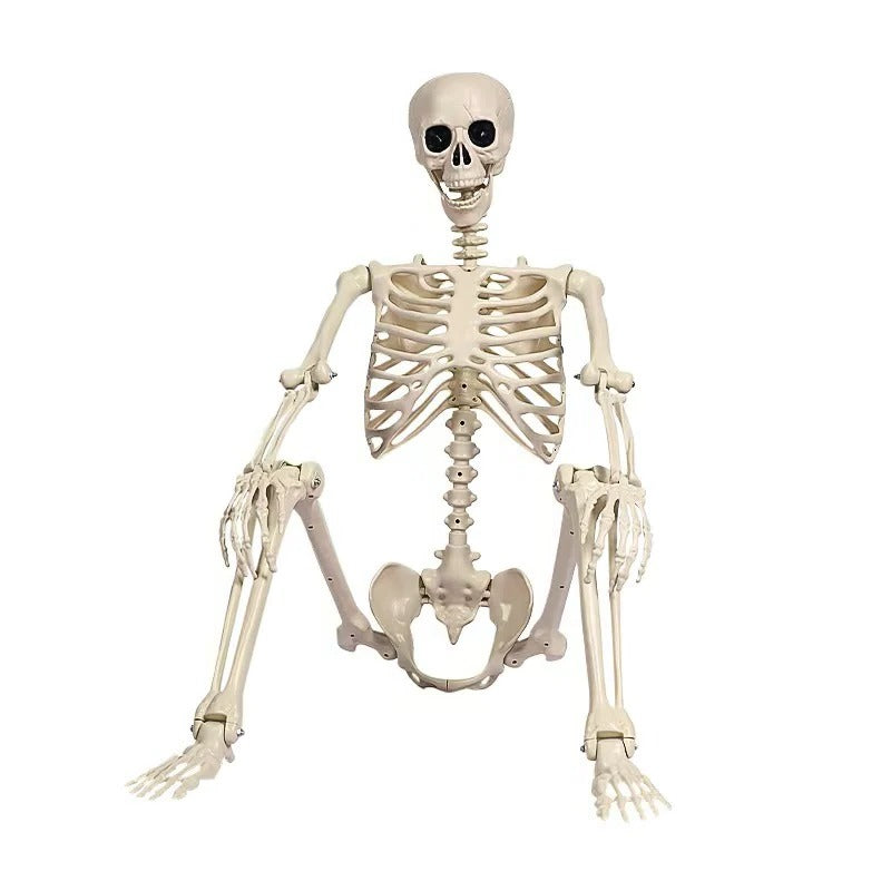 Realistic Life-Size Halloween Skeleton Prop