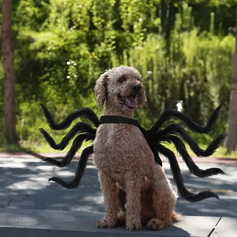 Whimsical Spider Outfit for Pets