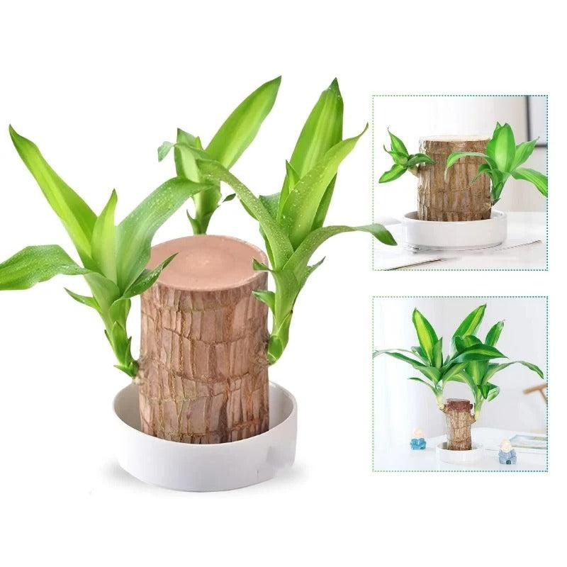 Serenity Green Air Purifying Plant