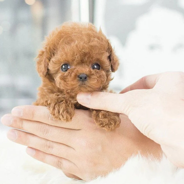 Lifelike Robotic Puppy Companion for Engaging Play