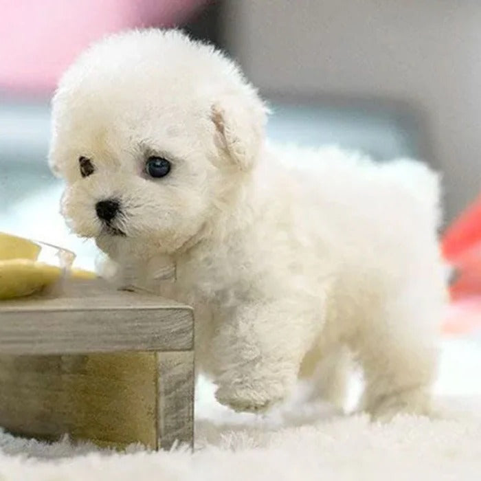 Lifelike Robotic Puppy Companion for Engaging Play