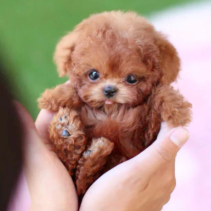 Lifelike Robotic Puppy Companion for Engaging Play